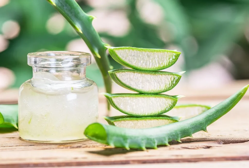 Aloe Vera for Healing and Hydration